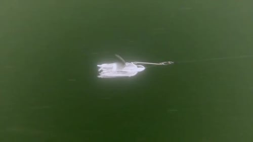 Spinner blanc brillant avec appât à queue pour la pêche - Ralenti sous-marin