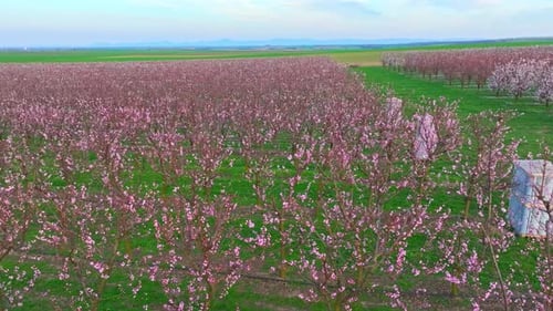 Apricot Trees In Early Spring Blooming On Farm With Fire Pots. aerial sideways shot