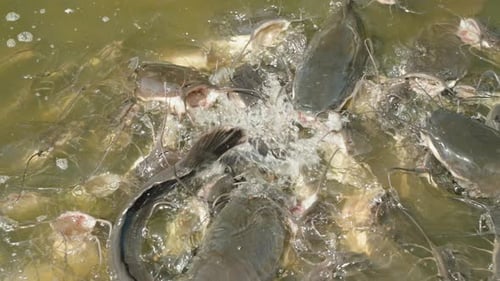 Close View of Many Catfish Opening Mouths and Splashing in Murky Water While Food is Thrown in a