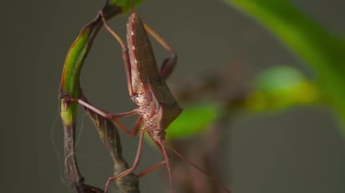 Coreidae or Leaf footed bug on a branch. Handheld, close up, shallow focus