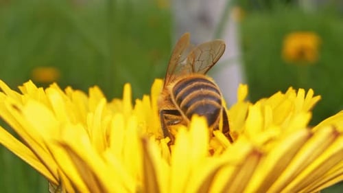 Bee Collecting Pollen on Bright Yellow Dandelion