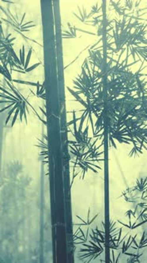 Dense Bamboo Trees in Foggy Forest Vertical