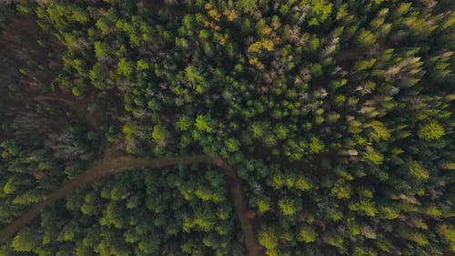 A Stunning Aerial View of a Lush Green Forest Featuring Winding Paths Throughout It