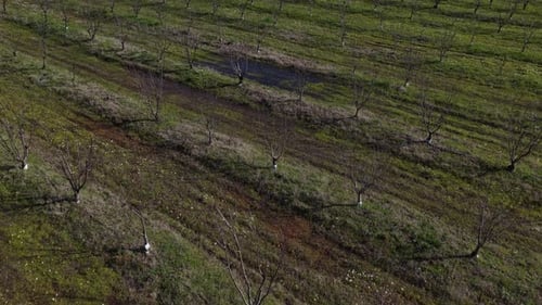 Aerial View of Bare Orchard Trees