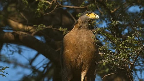 Black Eagle with typical yellow beak, gripping a snake in his claws
