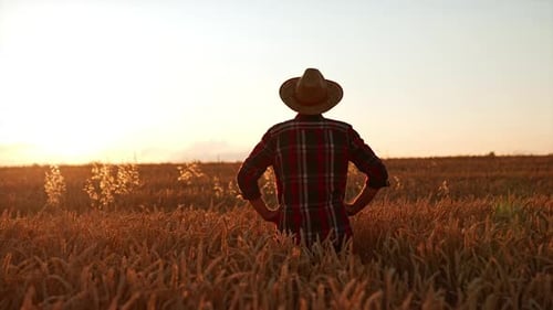 Rear view of a man in a hat and checkered shirt standing in the field.