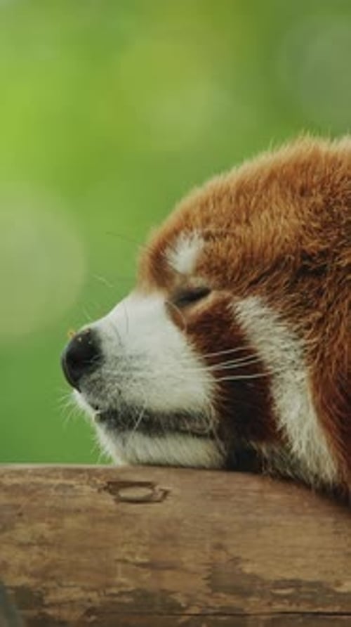 Red Panda Resting Head on Branch in Nature