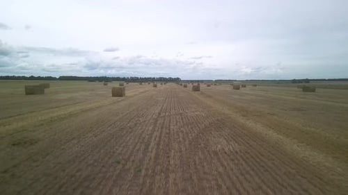 Yellow field with harvested wheat and hay bales. Aerial view of the field with square bales