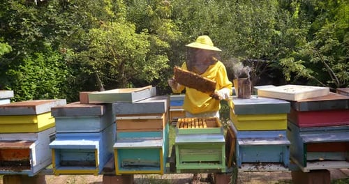 Beekeeper Inspecting Honeycomb Frame in Apiary Setting