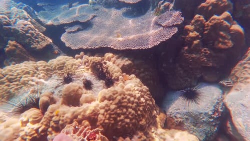 Coral Reefs Under The Ocean