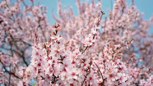 Spring Flowering of Almond Trees with Beautiful Pink Flowers with a Nectar File for Bees