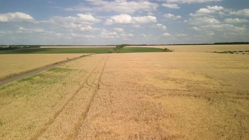 Wheat field aerial view in Ukraine