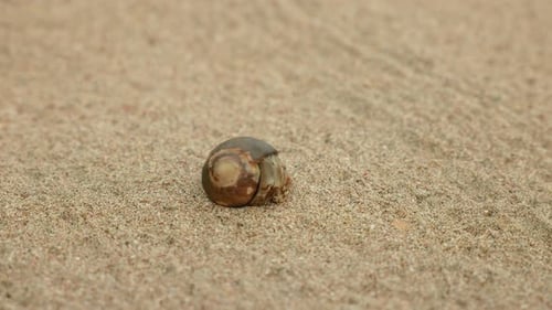 Small Hermit Crab Emerges From Shell and Crawls Across Sandy Beach