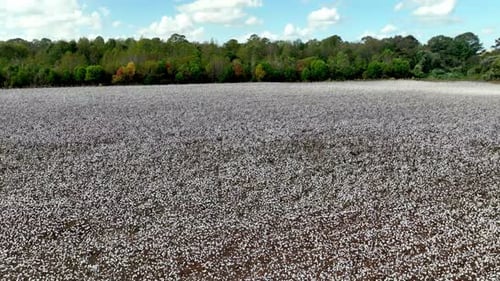 aerial descent to cotton field near montgomery alabama