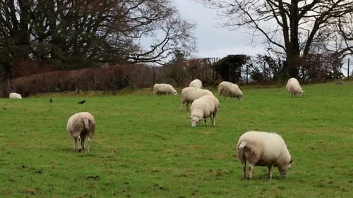 A flock of grazing sheep in field in early Winter with Jackdaws, Coloeus monedula. Winter. Powys. Wa