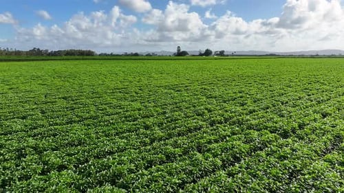 Fazenda agrícola para cultivo de alimentos