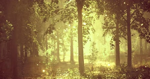 Enchanted Forest Illuminated By Golden Light in the Early Morning