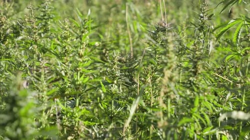 Hemp plants swaying on a windy day at the plantation used for medicine, static