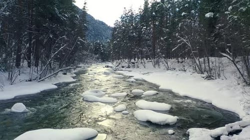 Beautiful snow scene forest in winter. Flying over of river and pine trees covered with snow.