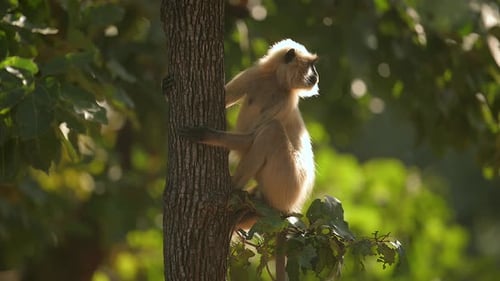 Northern Plains Grey Langur in india forest