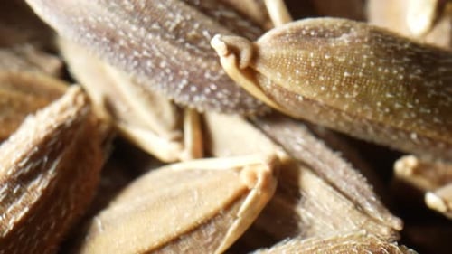 Thai Riceberry rice paddy seeds up close with a probe lens.