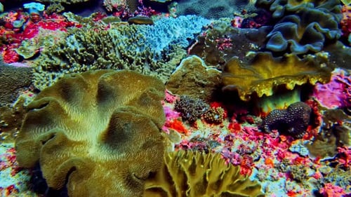 Close-up of a dense, vibrant coral reef with colorful soft and hard corals