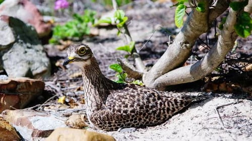 Profile shot of territorial spotted thick-knee bird sitting on her nest