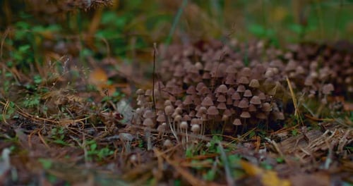 Many Inedible Mushrooms Grow in the Forest Mushroom Meadow