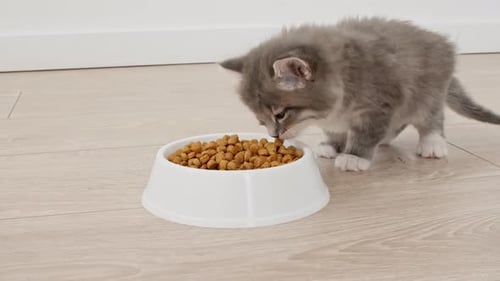 Gray Kitten Eating Dry Cat Food From Bowl