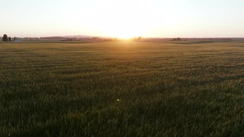 Un Drone volant à basse altitude sur des champs de blé doré sous la douce lueur du soleil couchant. Des collines douces