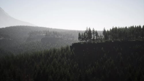 Misty Foggy Mountain Landscape with Fir Forest