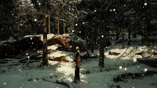 A Beautiful Winter Wonderland with a Dense Forest Covered in Snow