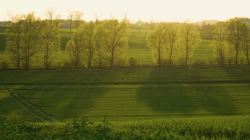 Countryside Landscape Green Young Wheat Crops Growing in Field at Sunset with Flying Insects in