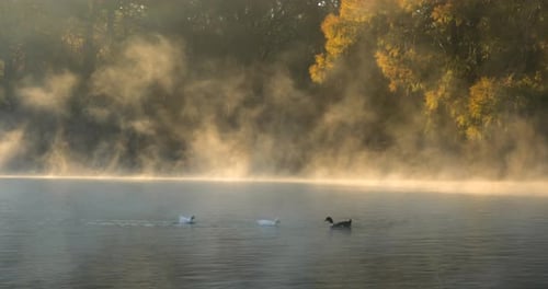 Des canards nagent au-dessus du lac calme sous les rayons du soleil à l'aube. De la brume se dégage de l'eau.