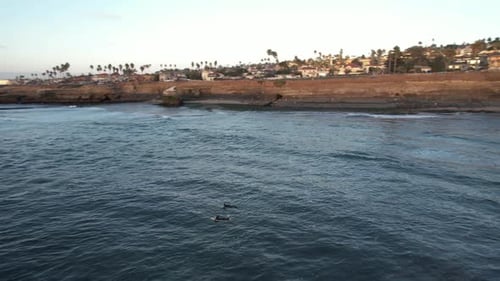 Aerial view of surfers on surfing boards in water of Pacific Ocean by San Diego Cliffs at sunset, dr