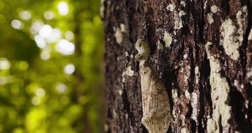 Camouflaged Insect on Tree Trunk in Rainforest