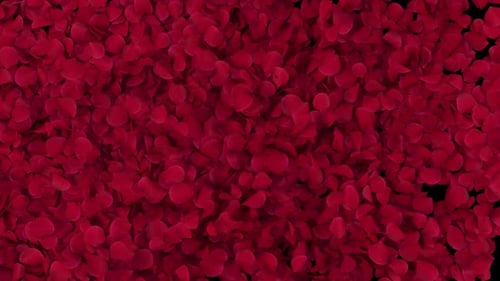 Red Rose Petals Falling Transition Reveal