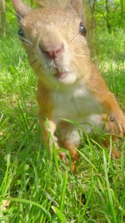 Close-up shows curious squirrel walking through green grass, coming close and looking at camera