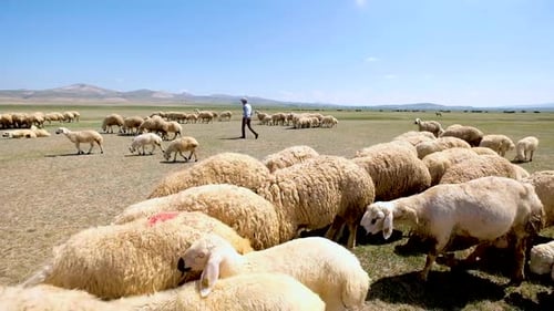 Sheep On Green Plain And Shepherd 2