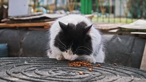 Stray Cat Eating Food on the Urban Street Slow Motion
