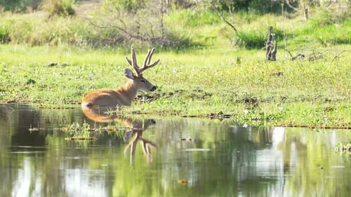 Beautiful landscape scenery with a wild and mystical marsh deer, blastocerus dichotomus resting peac