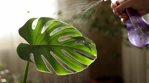 Education eco. Monstera lover at home. Spray water on leaf houseplant Monstera. Concept plant care,