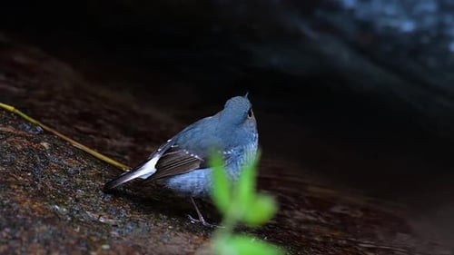 This female Plumbeous Redstart is not as colourful as the male but sure it is so fluffy as a ball of