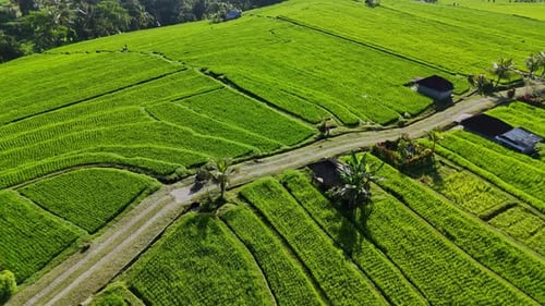 Aerial View of Motorbike at Jatiluwih Rice Terrace