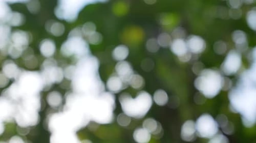 Blurred Bokeh of Trees and Leaves in Sunlight