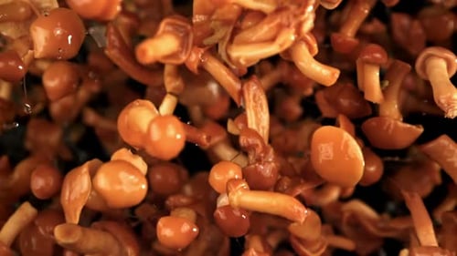 Fresh Mushrooms Flying on a Black Background
