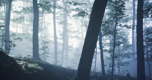 Misty Forest Landscape During Early Morning Light in a Serene Atmosphere