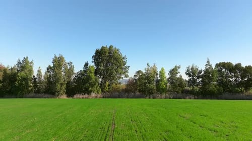 Tree line and Green landscape on a beautiful clear day