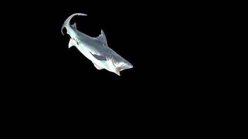 Realistic 3D Animated Shark Swimming with Alpha Channel