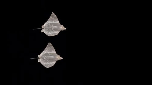 Two Bullnose Eagle Ray